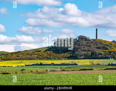 Vista attraverso i campi coltivati agricoli soleggiati alla torre in cima alla collina, il monumento vittoriano Hopetoun, East Lothian, Scozia, Regno Unito Foto Stock