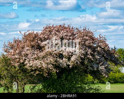 Mela di granchio fiorito, Malus sylvestris, con gemme rosa al sole, Lothian orientale, Scozia, Regno Unito Foto Stock