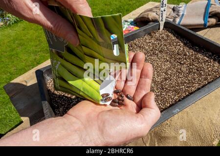 Primo piano di persona uomo che semina fagioli nani semi vegetali in composto da vasellame in un vassoio di semi in primavera Inghilterra Regno Unito GB Gran Bretagna Foto Stock