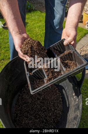 Primo piano di persona uomo che riempie mettere composto di potting con vermiculite in un vassoio modulare semi pentole pronto per piantare piante e semi Inghilterra UK Foto Stock