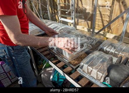 Uomo persona che mette copertura di plastica propagando coperchi copre su vassoi di semi in crescita nella serra in primavera Inghilterra Regno Unito Gran Bretagna Foto Stock