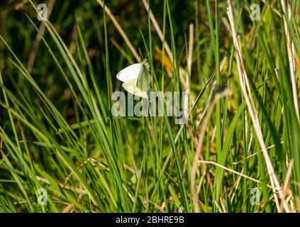 Accoppiamento piccole farfalle bianche, Pieris rapae, su un graminacee, Scozia, Regno Unito Foto Stock