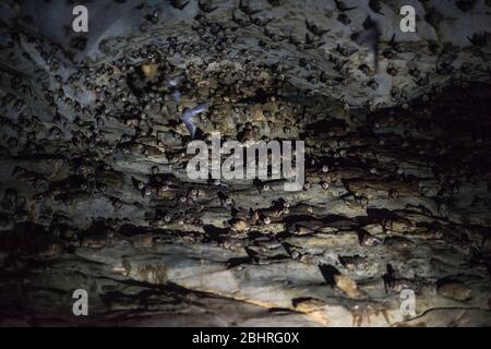 Pipistrelli alle grotte di Khao Luk Chang nel Khao Yai, Thailandia. Foto Stock