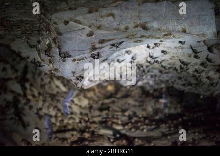 Pipistrelli alle grotte di Khao Luk Chang nel Khao Yai, Thailandia. Foto Stock