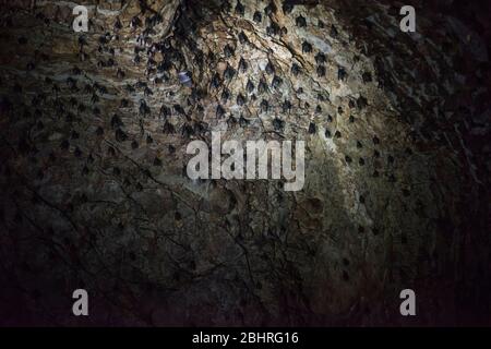 Pipistrelli alle grotte di Khao Luk Chang nel Khao Yai, Thailandia. Foto Stock