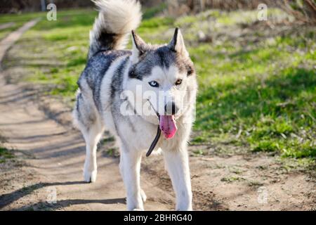 Il bellissimo cane di Husky puribed cammina nel Parco con la lingua che si aggrappa Foto Stock