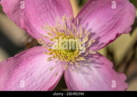 Clematis montana, primo piano di un bel fiore rosa durante aprile, fine primavera, Regno Unito, chiamato anche clematis montagna o Himalayan clematis Foto Stock