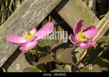 Clematis montana con fiori rosa grazioso che crescono un trellis durante aprile, primavera tarda, Regno Unito, anche chiamato clematis montagna o clematis Himalayan Foto Stock