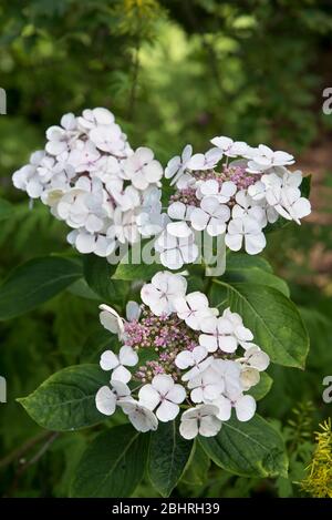 lanarth di hydrangea macrophylla bianco Foto Stock