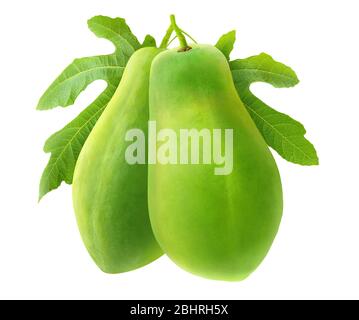Frutti isolati di papaia. Due papaie verdi su un ramo con ieaves isolato su sfondo bianco Foto Stock