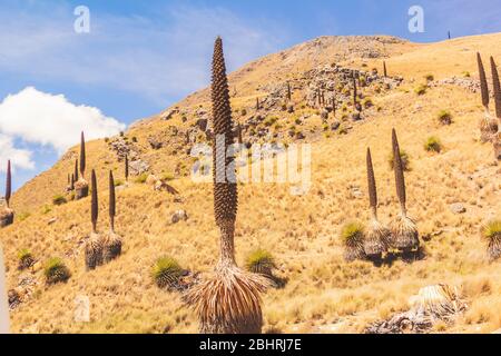 Puya raimondii , conosciuta anche come regina delle Ande o puya de Raimondi, è la più grande specie di bromeliad, che raggiunge i 15 metri di altezza. Cordill Foto Stock