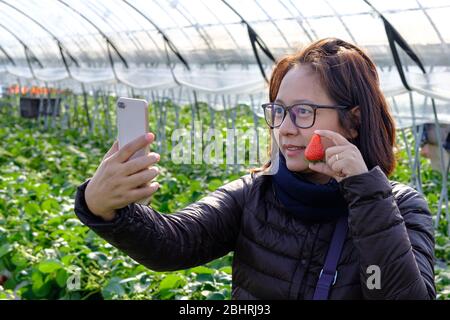 Giappone, Chiba, una donna turista che prende un selfie con una grande fragola rossa fresca in glasshouse di fragole. Tour di raccolta della fattoria di fragole. Foto Stock