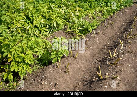 File di piante di patata in maturazione, il trasporto di alcuni rimosso per controllare patata blight. Foto Stock