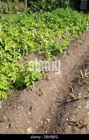 File di piante di patata in maturazione, il trasporto di alcuni rimosso per controllare patata blight. Foto Stock