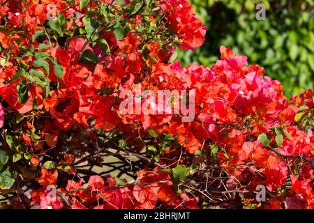 Foto di sfondo di un bouganville rosso in Nuova Caledonia Foto Stock