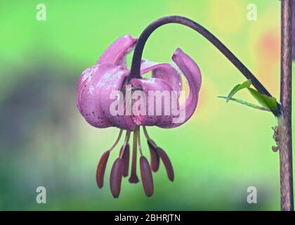 lilium martagon rubra gigli rosa turchi tappo fiore fiori ritratto Foto Stock