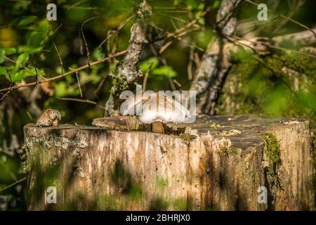 Un grande moncone di alberi con due funghi che crescono sulla superficie decomporsi del tronco in primo piano in una giornata di sole in primavera Foto Stock