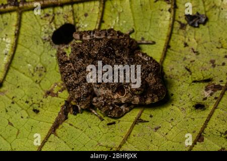 Comune Grande-testa rana (Oreobates quixensis) dal Peruvian Amazzonia. Foto Stock