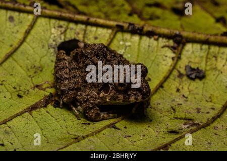 Comune Grande-testa rana (Oreobates quixensis) dal Peruvian Amazzonia. Foto Stock