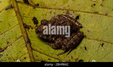 Comune Grande-testa rana (Oreobates quixensis) dal Peruvian Amazzonia. Foto Stock