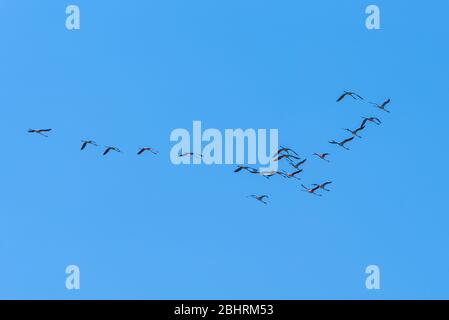 Flock di Flamingos in volo nella riserva naturale di Vendicari in Sicilia. Gruppo di fenicotteri rosa volano contro il cielo azzurro. Foto Stock