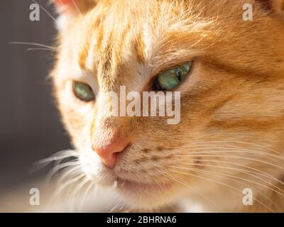 Cute ginger gatto è guardare lato con interesse Foto Stock