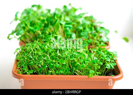 Microgreens ravanello rosso in una ciotola. Piante giovani, giovani pianta e germogli. Foto macro cibo, sparatutto verdi, mangiare sano, vegani, primo piano dall'alto su bianco. Concetto biofilo. Giardino davanzale. Foto Stock