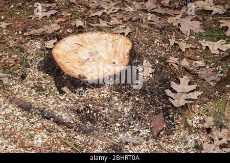 Taglio Pinus - ceppo di pino con Quercus - foglie di quercia, aghi di pino e trucioli al suolo Foto Stock