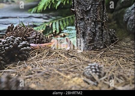 Serpente che sbadia nello Zoo Australia nel suo terrarium Foto Stock