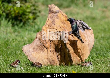 Starling comune Sturnus vulgaris che si adopera su un pezzo di legno scolpito da un vecchio albero di quercia in un giardino domestico con passeri casa alla base Foto Stock