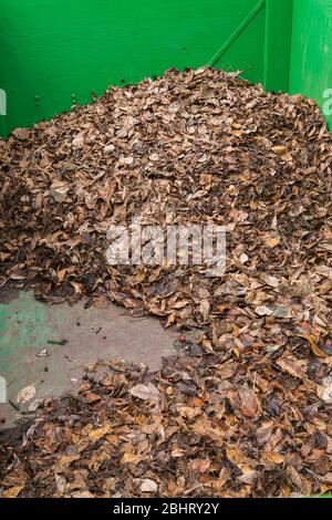 Pile di foglie morte in legno verde che compostano bidone Foto Stock