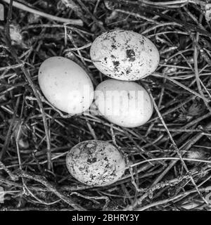Immagine in bianco e nero di uova di piccione abbandonate in un nido. Foto Stock