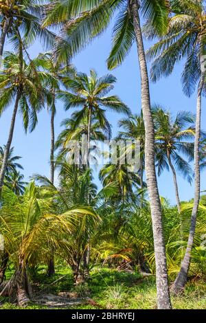 Foresta tropicale con palme nel Parco Nazionale di El Tayrona, situato nella regione dei Caraibi in Colombia. 34 km dalla città di Santa Marta è uno di Foto Stock