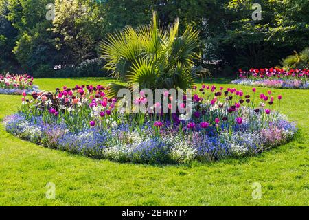 Una sommossa di colore a Bournemouth Lower Gardens, con coloratissimi tulipani di fiori e rosa blu e bianco mi dimenticano di not a Bournemouth, Dorset UK in aprile Foto Stock