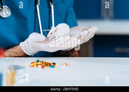 vista tagliata del veterinario in guanti di lattice che tiene il topo bianco vicino alle capsule sul tavolo Foto Stock