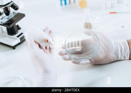 vista tagliata del veterinario in guanti di gomma che tengono il topo bianco e la piastra petri vicino al microscopio Foto Stock