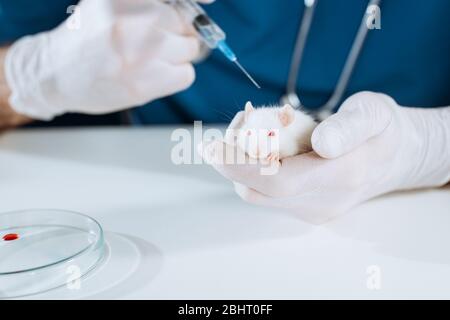 vista tagliata del veterinario nei guanti di lattice che tengono la siringa con il vaccino vicino al topo bianco Foto Stock