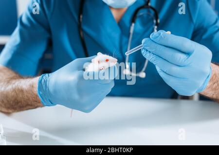 vista tagliata del veterinario in guanti di lattice con topo bianco e pipetta con medicinale Foto Stock