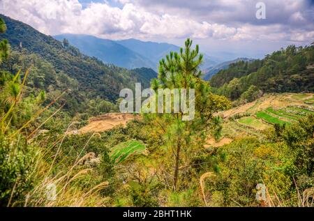 Tipica piantagione torica nell'altopiano di Benguet, Filippine. Foto Stock