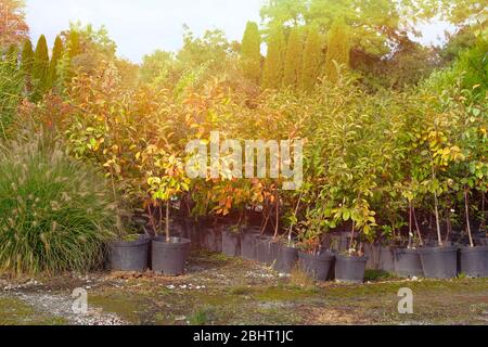 Negozio di giardino. Giovani pianta di cespugli differenti in pentole in deposito del giardino. Vivaio di piante verdi e alberi per il giardinaggio. Sole. Foto Stock