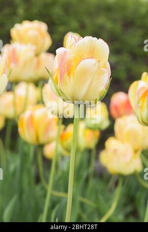 Tulipa ombreggiato giallo e rosa - fiori di tulipano in primavera Foto Stock