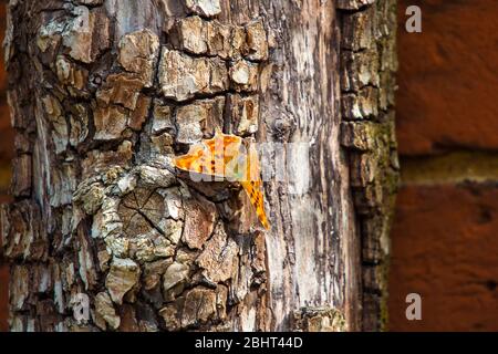 A comma Butterfly (Polygonia c-album) Foto Stock