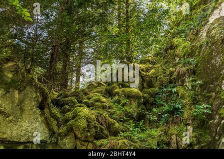 verde foresta su scogliere coperte di muschio rocce muschio in estate. Foto Stock