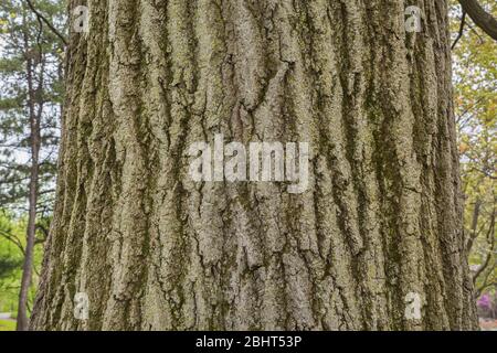 Quercus rubra - dettaglio corteccia di quercia rossa settentrionale Foto Stock