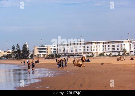 Giro in cammello sulla spiaggia di Essaouira, Essaouira, Marocco Foto Stock