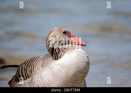 ritratto di un'oca grigiastante con infiammazione oculare Foto Stock