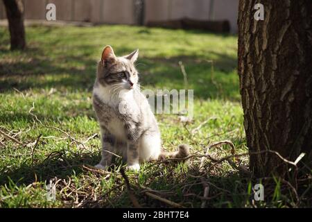 Carino gattino di cenere seduto su erba verde in un giardino soleggiato. Foto Stock