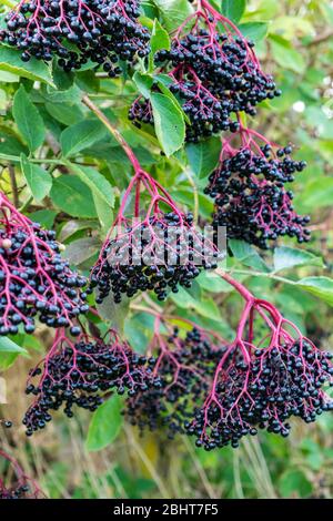 Sambucus - sambuco o sambuco, bacche mature in hedgerow inglese Foto Stock