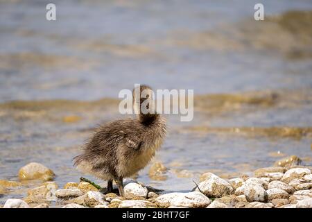 Prole di oche in primavera al lago di Ammersee Baviera Foto Stock