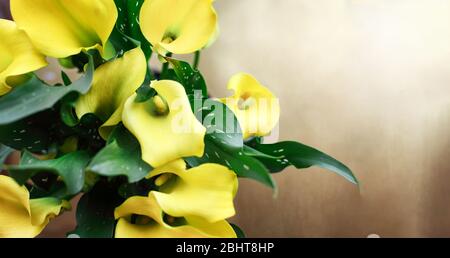 Vista dall'alto di bellissime gigli Calla gialli in vaso, Zantedeschia aetiopica; su sfondo di rame con spazio per il testo. Immagine ripresa dalla vista superiore. Foto Stock